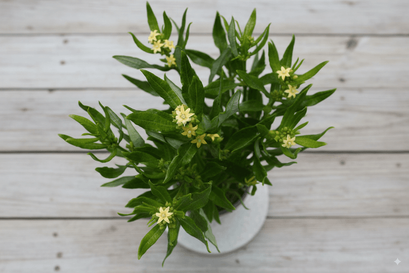 Fadogia Agrestis stem extract natural testosterone supplement